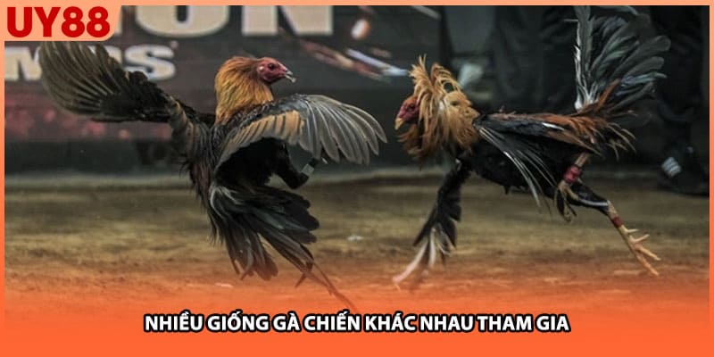 Nhiều giống gà chiến khác nhau tham gia
